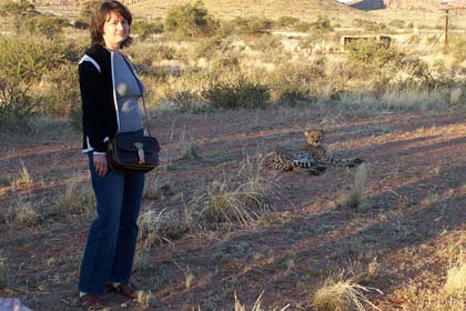 Gepard auf der Gästefarm Hammerstein - Namibia: Geparden - im Englischen heissen sie Cheetahs - werden oft mit Leoparden verwechselt. Dennoch gibt es deutliche Unterscheidungsmerkmale. So z. B. die typischen Tränenstreifen im Gesicht des Geparden, sowie seine längeren Beine und dunkleren Fellflecken. 