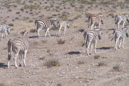 Bemerkenswert ist das Gruppenverhalten der Zebras. Die Tiere leben in kleinen Sippenverbänden von bis zu 20 Mitgliedern, angeführt von einem Leithengst. Die Familien bleiben normalerweise über viele Jahre zusammen. Geht ein Tier verloren, so wird es von der Gruppe oft tagelang gesucht.
