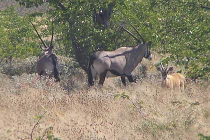 Oryx-Antilopen, auch Spiessböcke oder Gemsböcke genannt, sind in den Trockensteppen des südlichen Afrika weit verbreitet. Oryxe sind an die extremen Wüstenbedingungen besonders gut angepasst. Die hohen Temperaturen von häufig mehr als 40 Grad Celsius verkraften sie, indem sie ihre Körpertemperatur erhöhen und so Flüssigkeitsverlust durch Schwitzen vermeiden. Die Tiere ernähren sich hauptsächlich von den spärlichen, trockenen Wüstengräsern. Sie äsen meist in der Nacht, weil die Pflanzen dann mehr Feuchtigkeit enthalten.