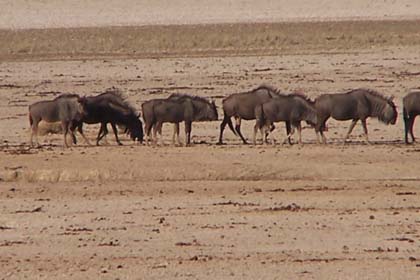 Streifengnus - so benannt wegen ihrer dunklen Streifen auf Hals und Flanken - leben in den offenen Savannen Südafrikas. Sie sind gesellig und man sieht sie meist in Gruppen von 20 bis 40 Tieren, zuweilen auch in grösseren Herden. Die Herde besteht meist aus Kühen und Kälbern und wird von einem Leitbullen angeführt. Daneben gibt es Herden, die aus Junggesellenbullen bestehen. Streifengnus äsen, wenn es kühl ist, also am frühen Morgen und späten Nachmittag. Während der wärmeren Tageszeit sieht man sie meist passiv unter schattigen Bäumen stehen.