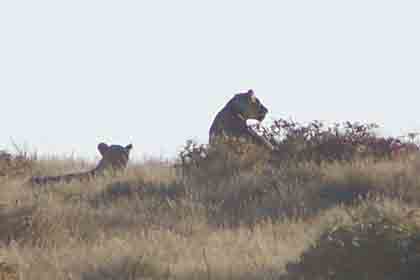 Das Jagen geschieht nahezu immer durch weibliche Tiere. Dennoch erhalten die männlichen Tiere stets den "Löwenanteil" an der Beute. Löwen, die im hohen Gras auf Lauer liegen, sind oft schwer zu erkennen. Das Verlassen des Fahrzeugs in den Wildparks ist darum untersagt.