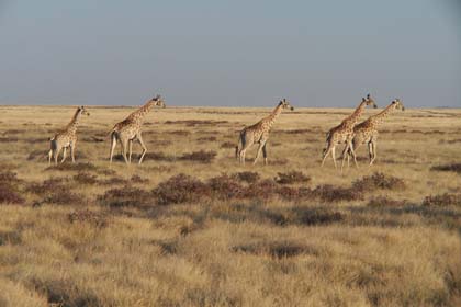 Giraffen gelten als die grössten Landtiere der Welt. Ausgewachsene Bullen erreichen eine Grösse von nahezu 6 Metern bei einer Schulterhöhe von über 3 Metern. Die auffällig gemusterten Tiere sind Baumäser. Fast den ganzen Tag lang sind sie mit der Nahrungssuche beschäftigt. Sie wandern von Baum zu Baum und reissen kleine Zweige und Blätter ab. Ihre bevorzugte Speise ist das Laub der dornigen Akazienbäume. Zum Trinken müssen Giraffen ihre Vorderbeine sehr weit auseinanderspreizen. In dieser Position werden sie oft Beute von Löwen, gegen die sie sich ansonsten durch kräftige Schläge mit ihren langen Beinen recht gut verteidigen können.