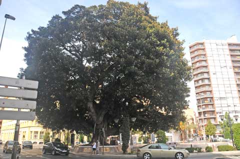 El Ficus Centenario, Castellón
