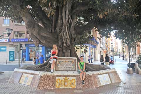 El Ficus Centenario, Castellón