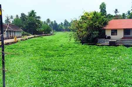 Kerala Alappuzha Backwater - Wasserhyazinthen wuchern die Kanäle zu