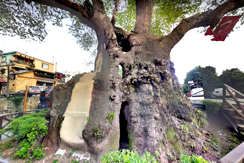 Musa Ağacı, Moses Tree