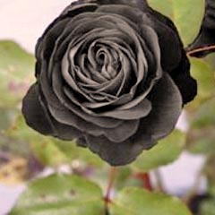 Siyah Gül, Rose von Halfeti / Savaşan / Xelfetî