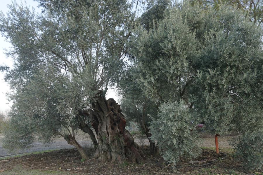 Zeytin Ağacı, Lagina Antik Kenti, Torgut-Yatağan Zeytin Ağacı, Lagina Antik Kenti, Torgut-Yatağan