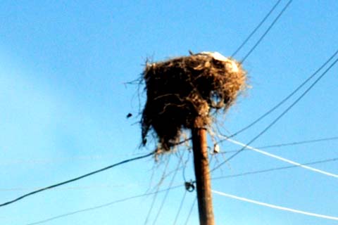 Storchennest an der Staatsstraße H10