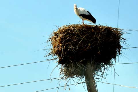 Storchennest in  Griboyedov Գրիբոեդով