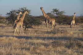 Giraffen im Etosha Nationalpark (Namibia)