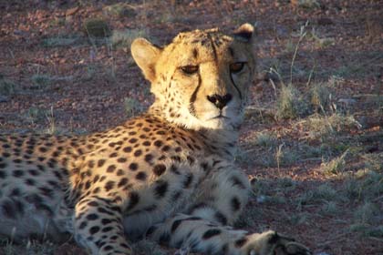 Gepard auf der Gästefarm Hammerstein - Namibia: Der Gepard ist das schnellste Landtier überhaupt. Messungen ergaben, dass er Sprintgeschwindigkeiten von bis zu 114 km/h erreichen kann. Der Gepard überwältigt seine Beute nach einer kurzen Hetzjagd.