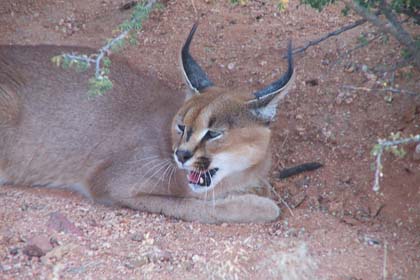 Wüstenfuchs auf der Gästefarm Hammerstein - Namibia