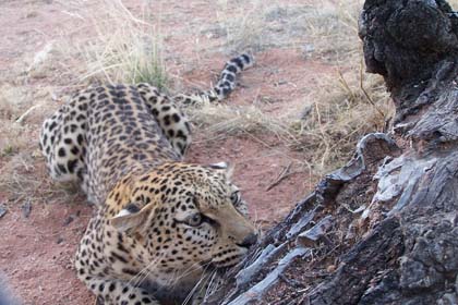 Leopard auf der Gästefarm Hammerstein - Namibia: Leoparden sind nachtaktive, scheue Tiere und von daher nicht leicht in der Wildnis zu beobachten. Sicht-, Geruchs- und Hörsinn der Tiere sind aussergewöhnlich gut entwickelt. Ausserdem sind die Raubkatzen gute Kletterer und Schwimmer. Die Leoparden des Bushvelds wiegen im Durchschnitt selten mehr als 70 kg. Dennoch sind sie in der Lage, auch grosse Beutetiere, wie z.B. Impalas, in Bäume hochzuziehen. 