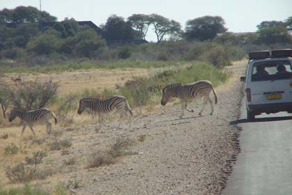 Das auffällige Streifenmuster der Steppenzebras ist bei jedem Tier unterschiedlich gezeichnet. Die Mitglieder einer Sippe können sich dadurch an ihren Streifen erkennen. Obwohl das Muster aus geringer Entfernung betrachtet recht auffällig ist, so sind die Tiere aus grösserer Entfernung gerade durch ihre Streifen sehr gut getarnt. Das Muster bietet also auch einen gewissen Schutz vor Raubtieren