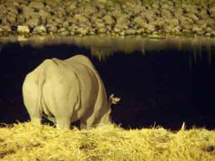 Nashörner sind in ganz Afrika vom Aussterben bedroht, und selbst in den Nationalparks ist es nicht leicht, die Tiere zu schützen. Wilderern gelingt es weiterhin, Nashörner zu töten, und die Hörner zu hohen Preisen auf dem schwarzen Markt zu verkaufen. Das pulverisierte Horn ist besonders bei japanischen Männern als Potenzmittel begehrt.