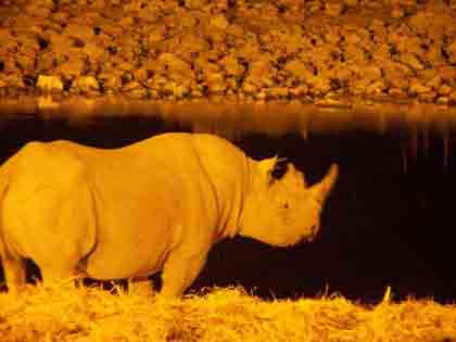 Man unterscheidet zwei Nashorn Arten, das Breitmaul- und das Spitzmaulnashorn (White Rhino und Black Rhino). Die seltsam anmutende Namensgebung im Englischen hat nichts mit der Farbe des Hautpanzers zu tun, sondern ist wahrcheinlich auf einen sprachlichen Irrtum zurückzuführen. Statt "white", also weiss, sollte es beim Breitmaulnashorn eigentlich "wide" heissen und somit auf die breitere Nashornschnauze hinweisen.