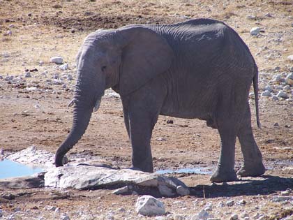 Die Beobachtung einer Elefantenherde gehört zu den Highlights einer Reise. Die massigen Tiere sind bis zu 4 Meter hoch und bringen bis zu 6 Tonnen Gewicht auf die Waage. Allein ihr Herz wiegt 25 Kilo. Elefanten sind damit die grössten Landsäugetiere auf der Erde.