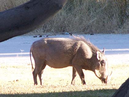 Warzenschweine (Warthogs) gehören zur grossen Familie der Wildschweine. Im Gegensatz zu ihren europäischen Kolleginnen und Kollegen, die ja über ein dichtes Fell verfügen, haben sie nur auf Hals und Rücken dichten Haarwuchs aufzuweisen. Dafür können sie allerdings - zumindest die männlichen Vertreter ihrer Art - voller Stolz auf ihre beiden mächtigen Hauer blicken. Warzenschweine sind Tagtiere und die meiste Zeit des Tages mit der Nahrungssuche beschäftigt. Sie fressen hauptsächlich Gras und Wurzeln. Beim Äsen knien sie auf den Vorderbeinen und bewegen sich dann oft auf Knien vorwärts, was ausgesprochen lustig anzusehen ist. Häufig sind die Tiere an Wasserlöchern zu finden, wo sie mit offensichtlicher Begeisterung im Morast graben und sich im Schlamm suhlen.