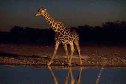 Giraffen sind in vielen Nationalparks Südafrikas anzutreffen, und es ist immer wieder schön anzusehen, wie die riesigen Tiere in ihrem wiegenden, fast zeitlupenartigen Gang durch den Busch wandern.