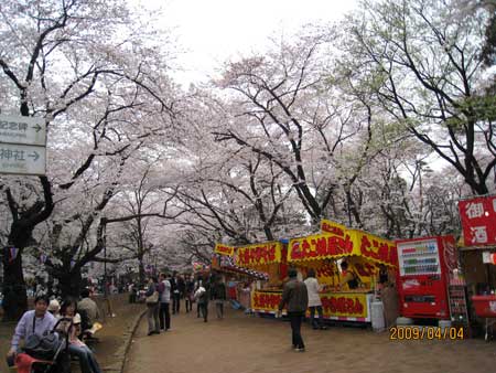 sakura blossoms tokyo