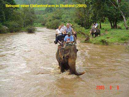 Positiver Vergleich: Thailand Elefantencamp
