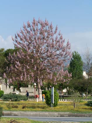 Kaiser Pavlovia Baum