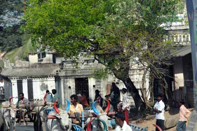 Kancheepuram - Ochsenkarren mit bunten Hörnern und Glöckchen