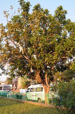 Mahabalipuram - Leberwurstbaum (Kigelia)