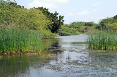 Wassertümpel bei den Salzfeldern an der Küstenstraße von Mahabalipuram nach Pondicherry