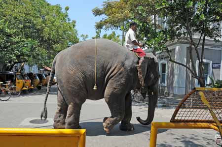 Indien Ponicherry - Elefant