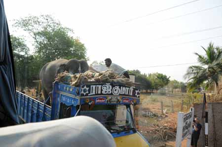 Indien NH49 Elefantentransport