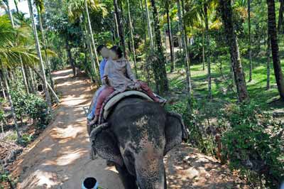 Indien Thekkady Elefantencamp