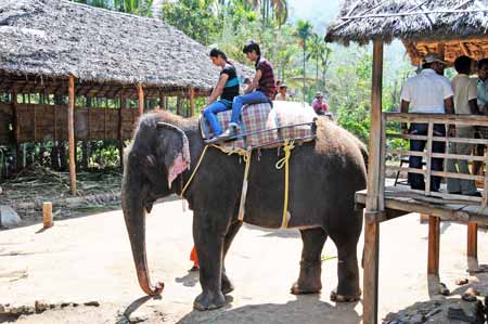 Thekkady - Elefantencamp