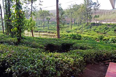 Indien Kerala Vandiperiyar Teeplantage
