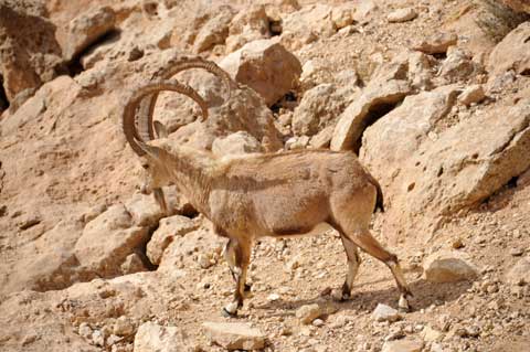 Mitzpe Ramon Steinbock im Erosionskrater