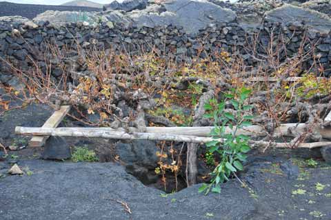 Weinreben auf Lanzarote