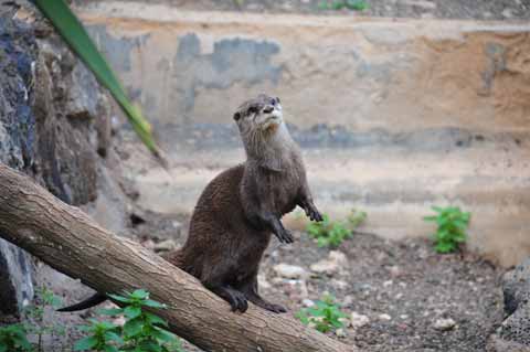 Otter Tropical Park Guinate