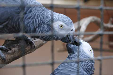 Parrot Tropical Park Guinate