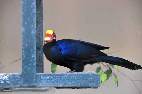 Toucan Tropical Park Guinate