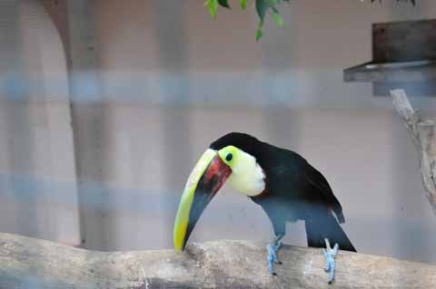 Tropical Park Guinate Vogelpark