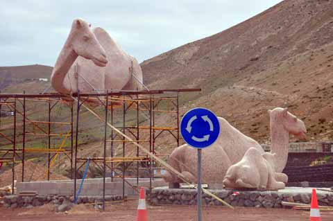 Kamel Uga Lanzarote