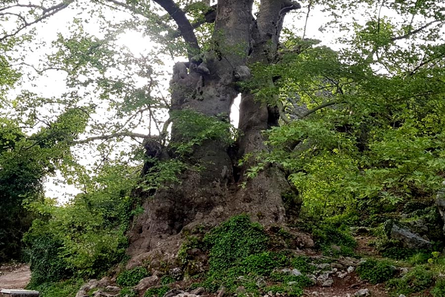 2700 Jahre alter Gedelme-Platanenbaum Bergahorn