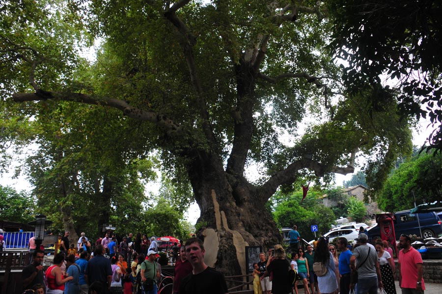 Musa Ağacı, Moses Tree, Hıdırbey