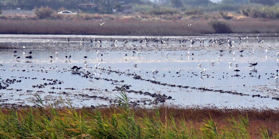 Vogelbeobachtungsaktivität im Feuchtgebiet Milleyha Kuş Cenneti, Samandağ