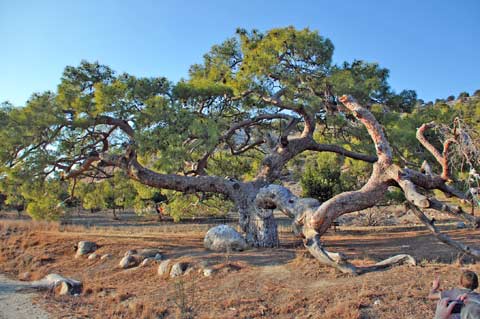 Wish/Monument tree, Baummonument in Cinarli