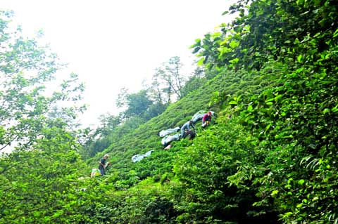 Route Mençuna Şelalesi nach Murgul