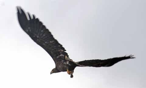 Seeadler im Donaudelta