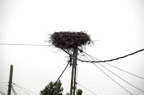 Storchennest