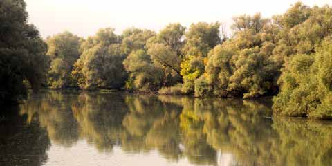 Donaudelta - Gârla Sireaşa